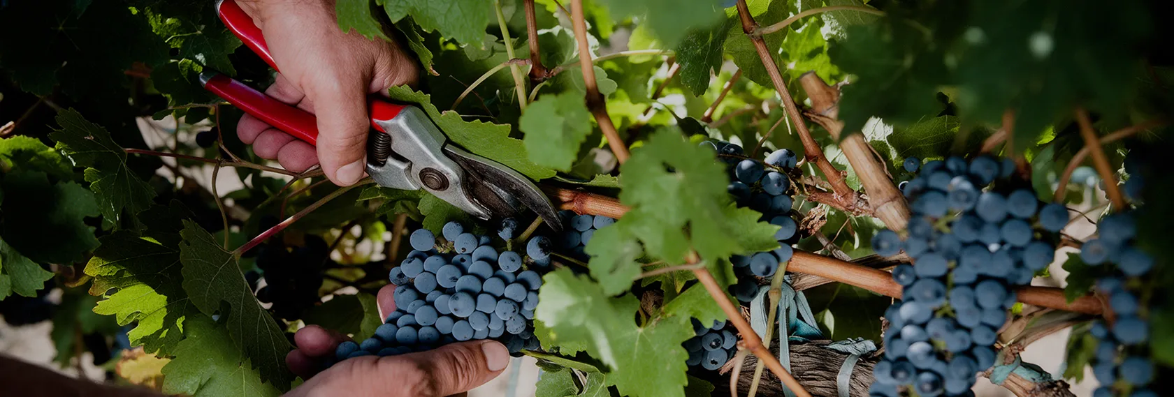 Vigneron coupant au sécateur une grappe de raisin noir dans les vignes